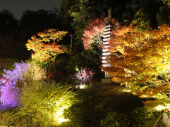 秋の庭園ライトアップ