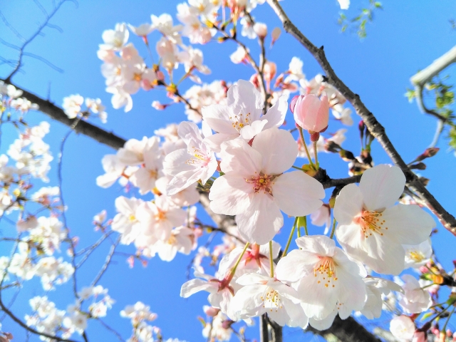 加賀公園周辺の桜