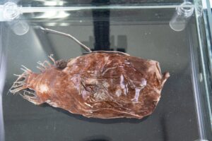 【ルアー】 深海生物の中には擬似餌でエサとなる生き物を誘い捕食するものもいます。擬似餌の大きさや形は生き物によって異なります。